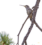 Hummingbird, Big Bend 4537